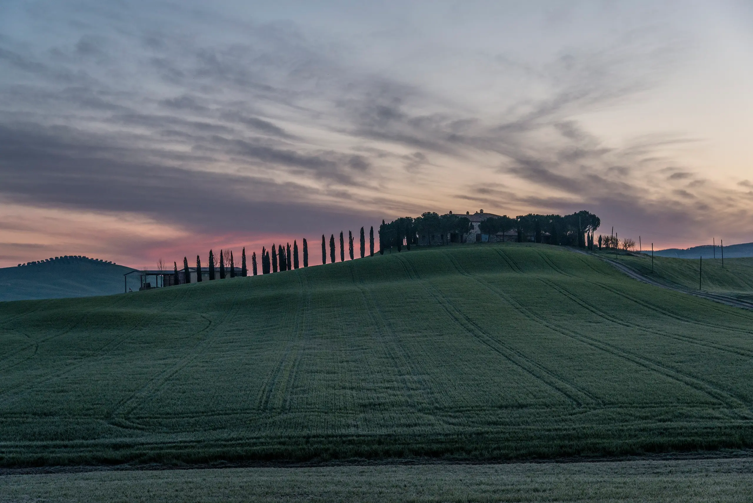 A line of cypress trees leading to a farmhouse on a green Tuscan hill under a pink and grey evening sky.